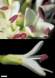 Veronica pinguifolia. Bisexual flowers. Scale = 1 mm.
 Image: W.M. Malcolm © Te Papa CC-BY-NC 3.0 NZ